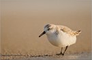 Sanderling im Sandsturm