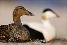 Canard aux legumes de mer