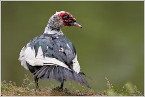 Moschusente, Warzenente (Cairina moschata)