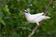 Bali Starling (Leucopsar rothschildi)