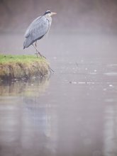 Heron in the mist