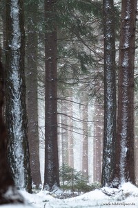 Thüringer Winterwald