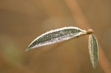 Frost