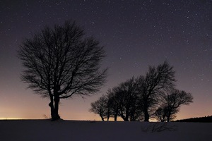 Windbuchen bei Nacht