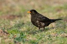 Amsel (Turdus merula)