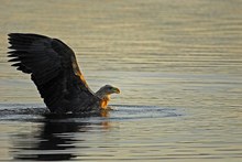 Seeadler