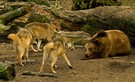 Wölfe gegen Bärin