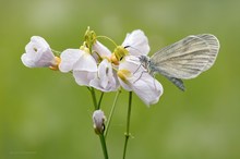 Senfweißling (Leptidea sinapis)