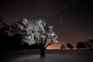 Windbuchen- Geist