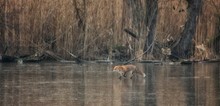 Fuchs auf dem Eis