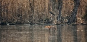 Fuchs auf dem Eis