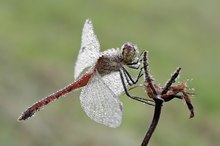 Tautropfen extreme