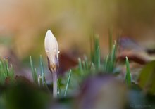 Wenn der Krokus ein Pilz wäre, könnte man meinen, es wäre Herbst :-)