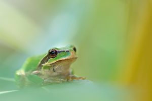 Laubfrosch