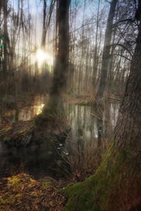 Moorlichtstimmung