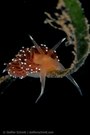 Flabellina browni