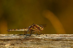 Große Heidelibelle - Sympetrum striolatum II