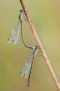 Kleines Binsenjungferpaar (Lestes virens)