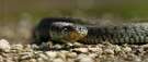 Natrix natrix