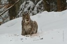 luchs