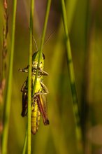 Gemeine Grashüpfer - Chorthippus parallelus