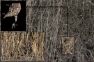 ~ Die Kunst des Tarnens ~ (Die Auflösung!)