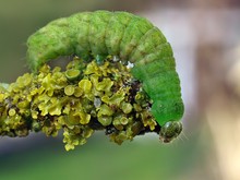 Raupe von letzter Woche