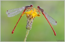 Späte Adonisjungfer (Ceriagrion tenellum)