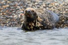 komm mit ins Wasser so kalt ist es garnicht