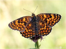 Flockenblumen-Scheckenfalter - Melitaea phoebe