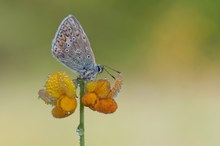 Bläuling im frühen Sommer