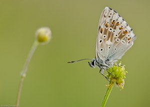 Abendlicher P. coridon