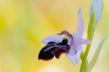 Ophrys amanensis