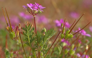 Prächtig pinkig - die kleinen Blüten eines polsterbildenden Storchschnabels...