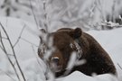 BraunBär