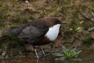 nomen est omen II - Wasseramsel