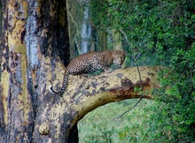 Leopard in the rain forest