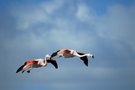 Flamingo im Flug