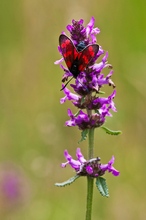 Widderchen an Ziestblüte