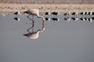 Flamingo Spiegelung