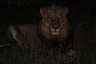 Löwe bei Nacht