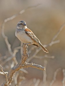 Rotbraunen Sperling (Great Sparrow)