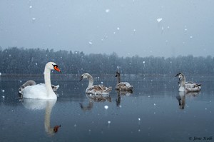 Schwanensee