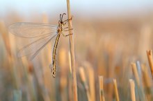 Antlion