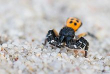 Der Blick der Röhrenspinne