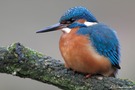 Eisvogel