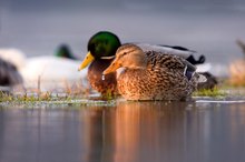 Stockente in Hochwasserzone