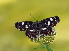 ein Landkärtchen im Sommerkleid