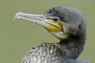 Kormoran (Phalacrocorax carbo)