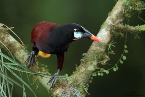 Montezumastirnvogel, Psarocolius montezuma